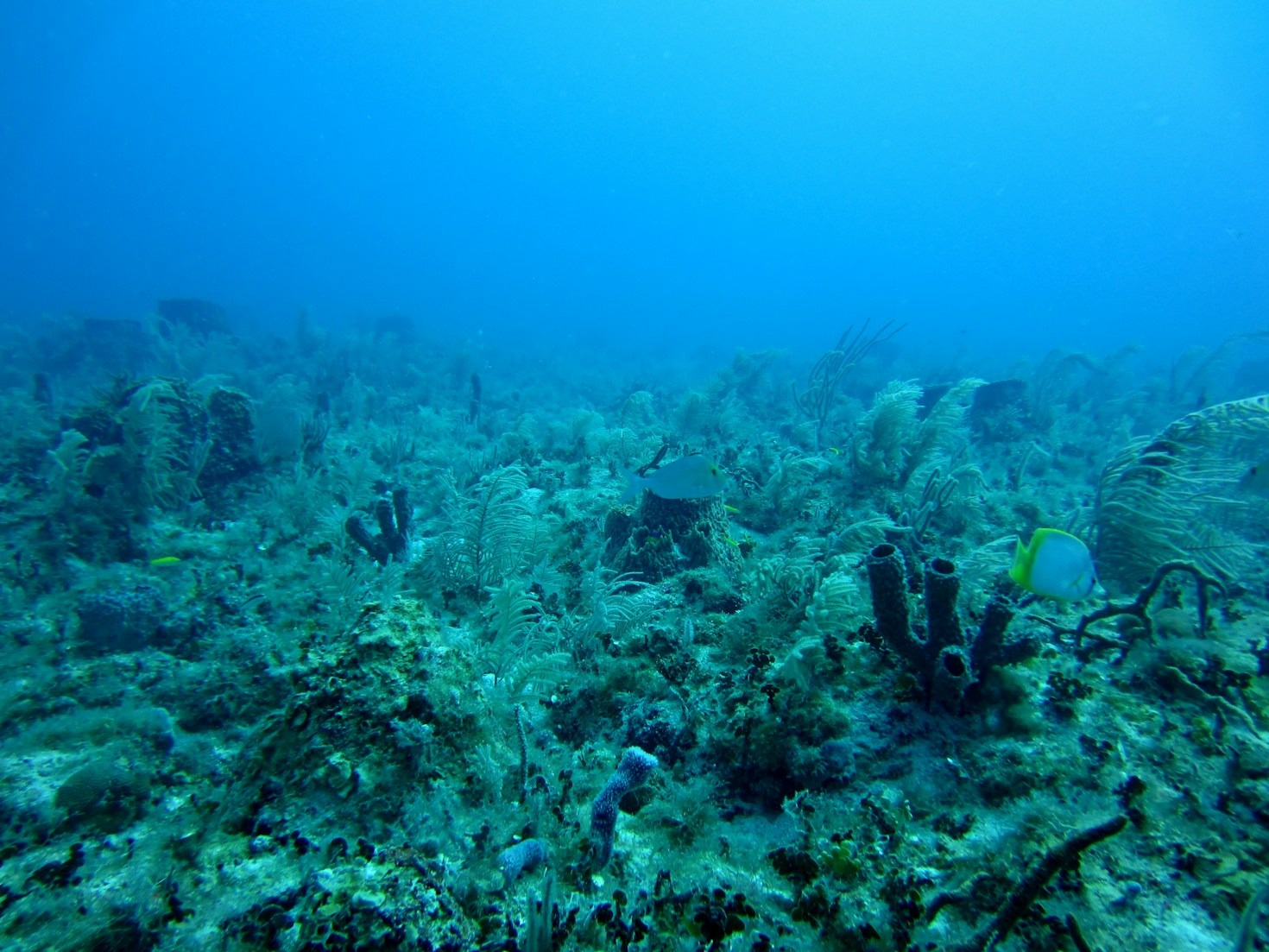 How Marine Biologists Study Coastal Species