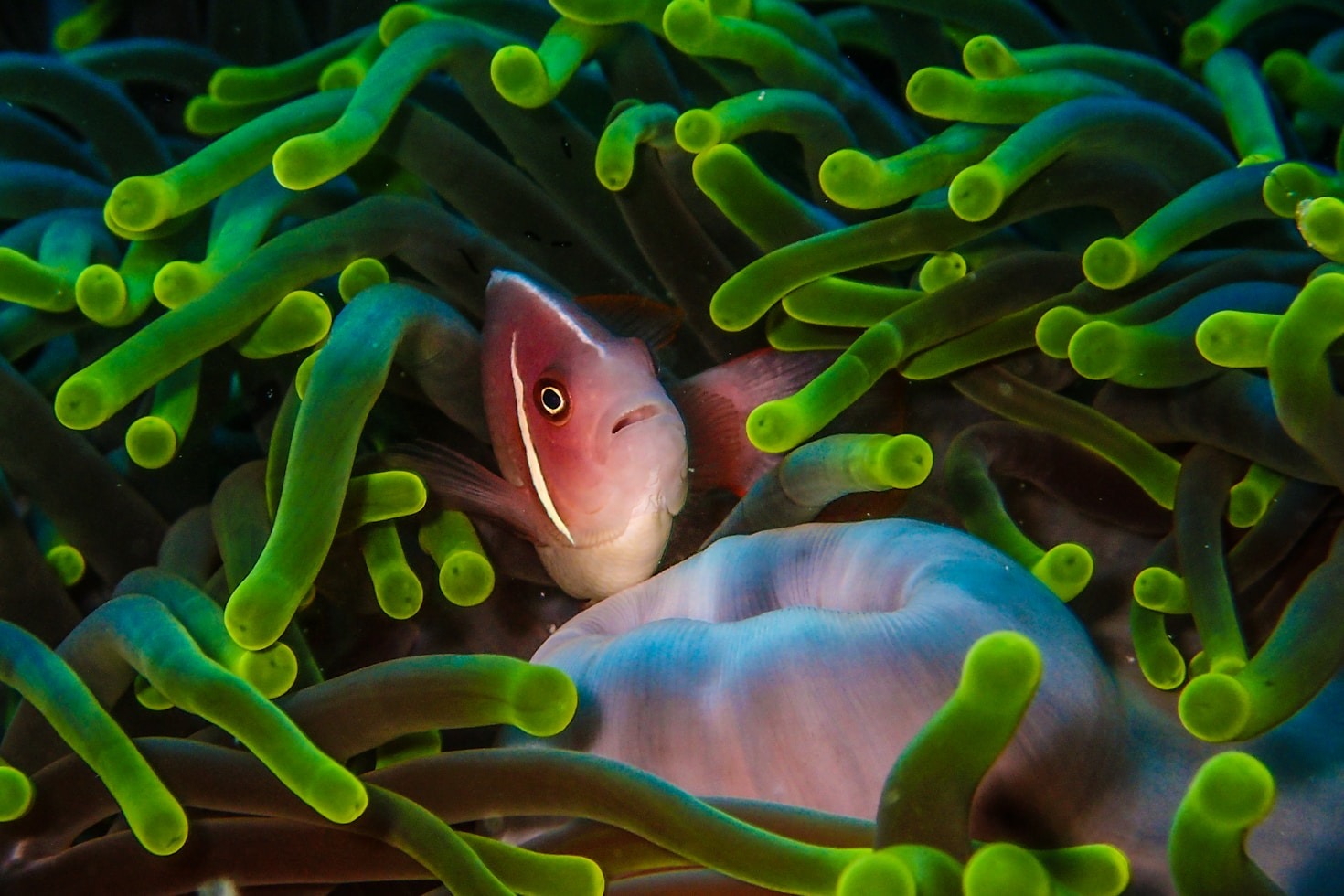 Ways to Support Marine Resource Stewardship